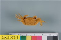 藏品(方形大額蟹)的圖片